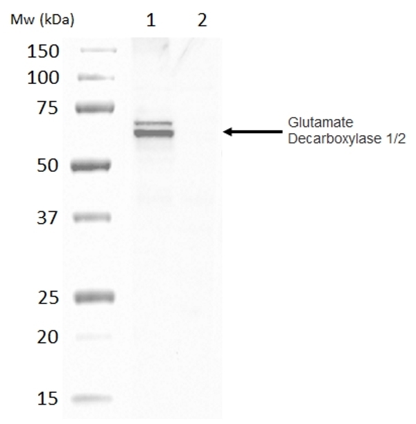 Anti Glutamate Decarboxylase 1/2 Antibody gallery image 2