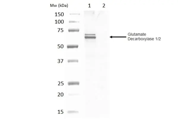 Anti Glutamate Decarboxylase 1/2 Antibody gallery image 2