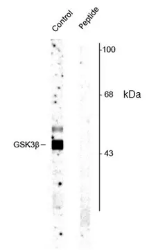 Anti GSK3 Beta (pSer9) Antibody gallery image 1