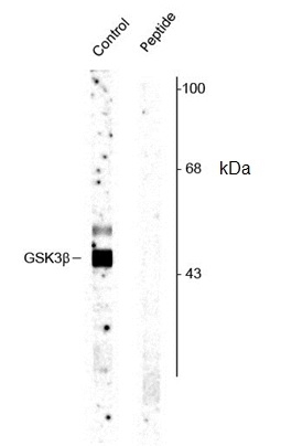 Anti GSK3 Beta (pSer9) Antibody gallery image 1