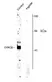 Anti GSK3 Beta (pSer9) Antibody thumbnail image 1