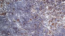 Goat Anti Rat IgG (H/L) Antibody : FITC gallery image 1