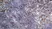 Goat Anti Rat IgG (H/L) Antibody : FITC thumbnail image 1