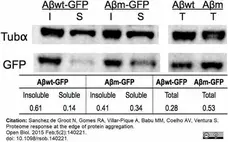 Goat Anti Rat IgG (H/L) Antibody : HRP gallery image 1