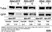 Goat Anti Rat IgG (H/L) Antibody : HRP thumbnail image 1