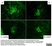 Anti Rat IgG (H/L) (Mouse Adsorbed) Antibody thumbnail image 1