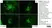 Anti Rat IgG (H/L) (Mouse Adsorbed) Antibody thumbnail image 1