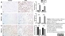 Anti Rat IgG (Mouse Adsorbed) Ab - AP gallery image 1