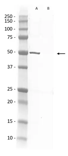 Rabbit F(ab')2  Anti Rat IgG Antibody  gallery image 1