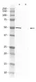 Rabbit F(ab')2  Anti Rat IgG Antibody  thumbnail image 1