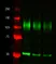 Anti Rat IgG (Mouse Adsorbed) Antibody thumbnail image 1