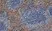 Anti Rat IgG (Mouse Adsorbed) Ab - HRP thumbnail image 1