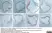 Anti Rat IgG (Mouse Adsorbed) Ab - HRP thumbnail image 3
