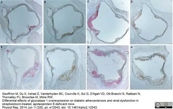 Anti Rat IgG (Mouse Adsorbed) Ab - HRP gallery image 3