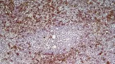 Anti Rat IgG (Mouse Adsorbed) Ab - HRP gallery image 4