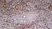 Anti Rat IgG (Mouse Adsorbed) Ab - HRP thumbnail image 4