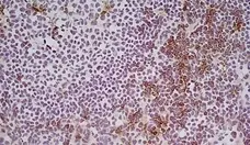 Anti Rat IgG (Mouse Adsorbed) Ab - HRP gallery image 5