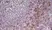 Anti Rat IgG (Mouse Adsorbed) Ab - HRP thumbnail image 5