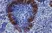 Anti Rat IgG (Mouse Adsorbed) Ab - HRP thumbnail image 6