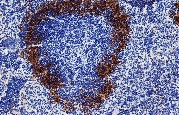 Anti Rat IgG (Mouse Adsorbed) Ab - HRP gallery image 6