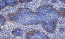 Anti Rat IgG (Mouse Adsorbed) Ab - HRP gallery image 7