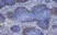 Anti Rat IgG (Mouse Adsorbed) Ab - HRP thumbnail image 7