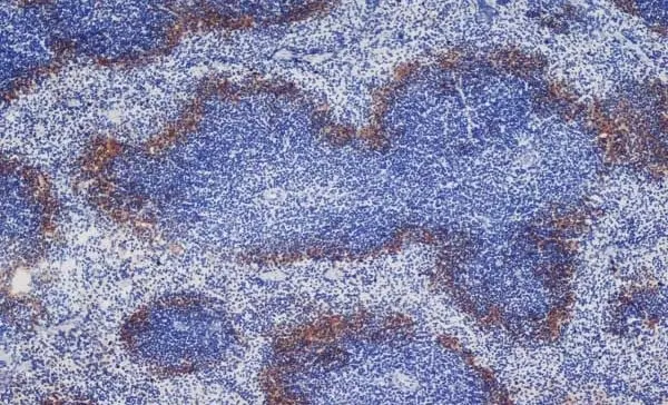 Anti Rat IgG (Mouse Adsorbed) Ab - HRP gallery image 7