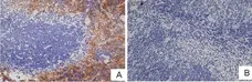 Anti Rat IgG (Mouse Adsorbed) Ab - HRP gallery image 8