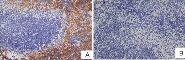 Anti Rat IgG (Mouse Adsorbed) Ab - HRP gallery image 8