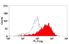 Anti Rat IgG (Mouse Adsorbed) Ab - RPE gallery image 1