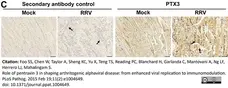 Anti Rat IgG2b Antibody gallery image 1