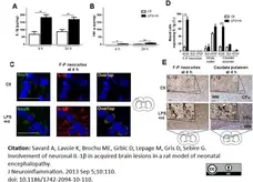Anti Rat Interleukin-1 beta Antibody gallery image 1