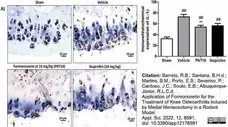 Anti Rat Interleukin-1 beta Antibody gallery image 2