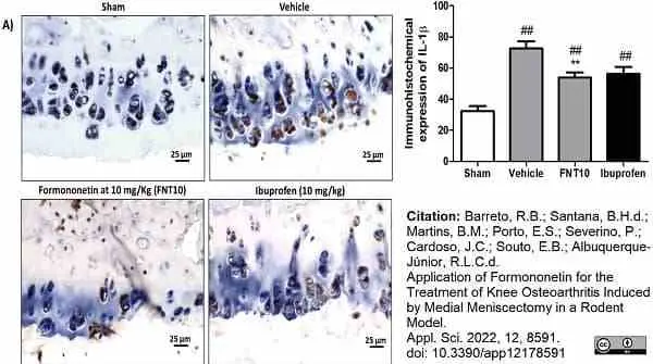 Anti Rat Interleukin-1 beta Antibody gallery image 2