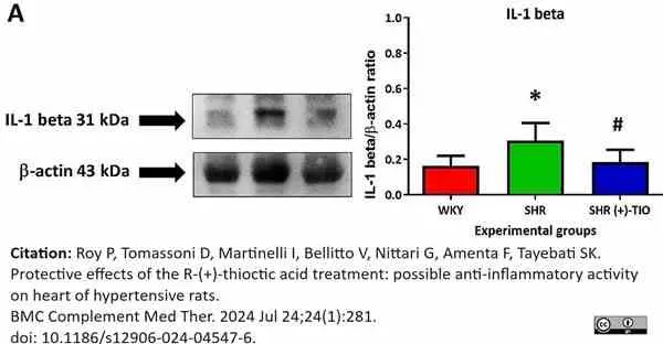 Anti Rat Interleukin-1 beta Antibody gallery image 3