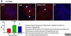Anti Rat Interleukin-1 beta Antibody gallery image 4