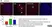 Anti Rat Interleukin-1 beta Antibody thumbnail image 4