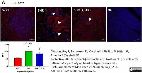 Anti Rat Interleukin-1 beta Antibody gallery image 4