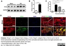 Anti Rat MCP-1 Antibody gallery image 2