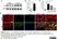 Anti Rat MCP-1 Antibody thumbnail image 2