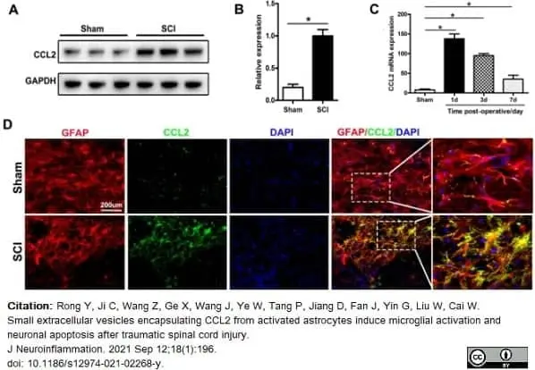 Anti Rat MCP-1 Antibody gallery image 2