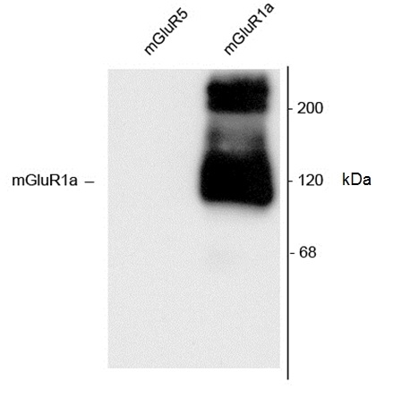 Anti Rat Metabotropic Glutamate Receptor 1a Antibody gallery image 1