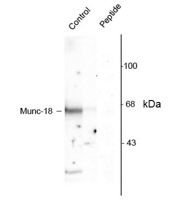Anti MUNC-18 (pSer515) Antibody gallery image 1