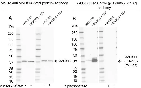 Anti p38 MAPK (pThr180/pTyr182) Antibody (Polyclonal Antibody Antibody) gallery image 3