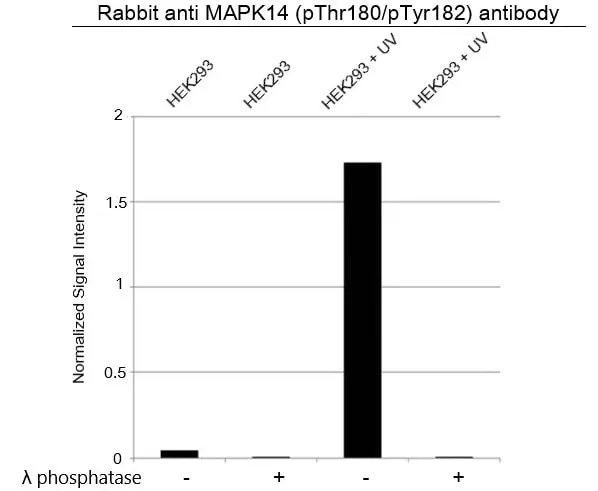 Anti p38 MAPK (pThr180/pTyr182) Antibody (Polyclonal Antibody Antibody) gallery image 4