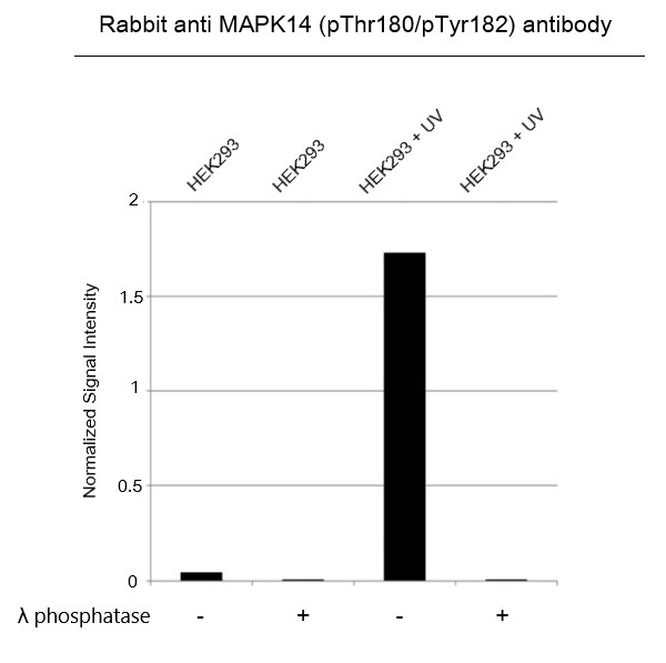 Anti p38 MAPK (pThr180/pTyr182) Antibody (Polyclonal Antibody Antibody) gallery image 4