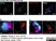 Anti Rat TGN38 Antibody thumbnail image 1