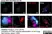 Anti Rat TGN38 Antibody thumbnail image 1