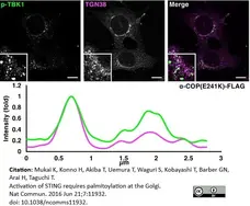 Anti Rat TGN38 Antibody gallery image 2