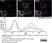 Anti Rat TGN38 Antibody thumbnail image 2